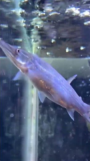 Rocket Gar HUJETA #garfish #tropicalfish #fishtank #fishaquarium #aquariumfish #ikan #fish #aquario