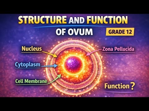 Structure and Function of the Ovum | Grade 12
