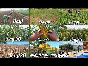 தற்போது விவசாயத்தில் விலையுயர்ந்த பயிர் மக்காச்சோளம்🤪🌽|corn planting and harvesting full details/A-z