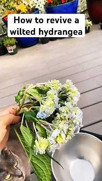 How to revive a wilted hydrangea #flower #garden #hydrangea