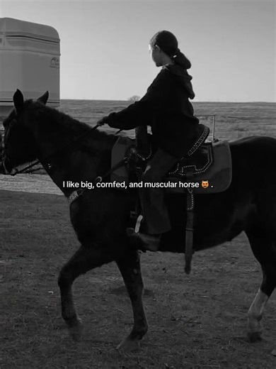 Quarter horses 😛🙌