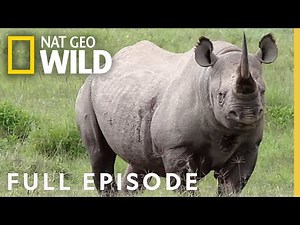 Tigers, Rhinos, & Naked Mole Rats (Full Episode) | Everything You Didn't Know About Animals