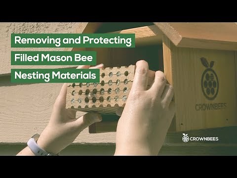 Mason Bees: Remove and Protect