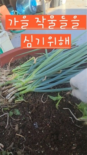가을 작물을 심기위해 텃밭정리하는 날 # #소소한행복 # #옥상텃밭 #가을작물