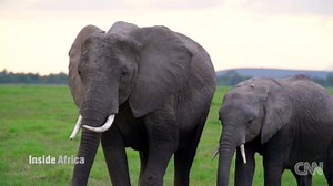 The elephant social network
