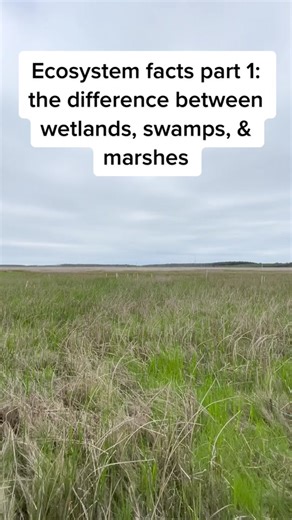 time for some terminology talk #ecosystem #environment #wetlands #swamp #marsh #hydrology #ecology #fyp #technician #nps