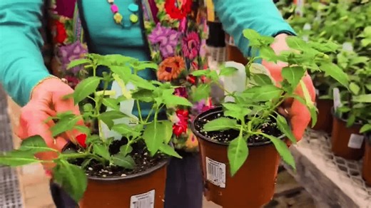 Gardening Update: First signs of spring showing at the Greenhouse!