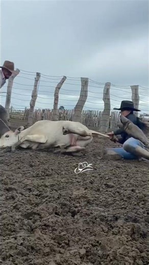 Rural Cattle Handling Skills | Real Farm Life in Muddy Fields | Livestock Management in Action