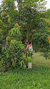 109K views · 2.6K reactions | Macaw vs. Baby Mangos—Tree Climb Rescue! 列省 #JungleLife #MacawRescue #OffGridLiving | Crazy jungle adventures | Facebook