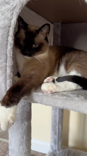 If you love our cats give a thumbs up #cat #love #siamese #lovelycat #catworld