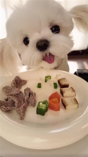Delicious Raw Hot Beef and Carrots for Dogs