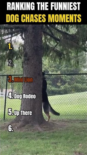 RANKING THE FUNNIESTDOG CHASES MOMENTS 🐶🏃‍♂️ | Ultimate showdown