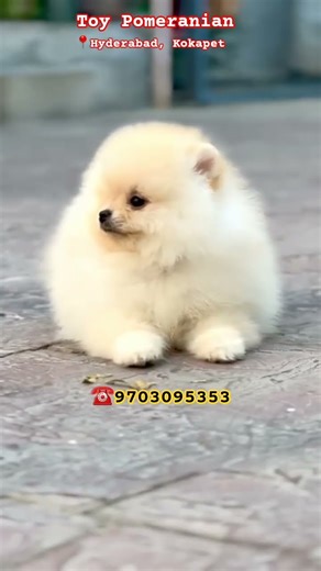 Toy Pomeranian Looking for new home ☎️ 9703095353 #puppy #toypom #hyderabad #christmas #pets #viral