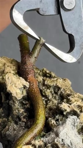 Video của HI BONSAI ART (@hi_bonsai_art) với bản nhạc nhạc nền - mnpt.music - noicamxucthanghoa.mnptho