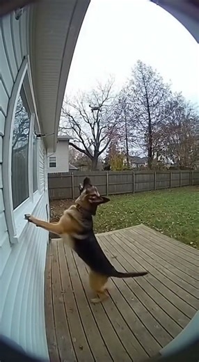 Dog Protects House Against Drone Peeking Through Window — Backyard Cam 🛸🐕