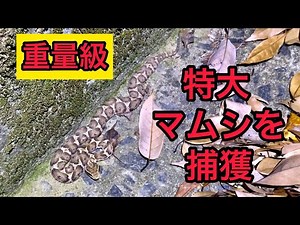 重量級極太マムシ 捕獲の瞬間