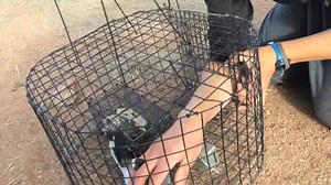 Fascinating footage of a Loggerhead Shrike capture from our team down in Chihuahua, Mexico... This Loggerhead Shrike was trapped on the wintering grounds in Chihuahua as part of an investigation on survival and movement patterns of Grasshopper and Baird’s Sparrows. Loggerhead Shrikes are a primary predator of these sparrows, which we are monitoring with radio telemetry. In the future, we hope to attach transmitters to shrikes to get a better idea of how predator movements affect sparrows. This s