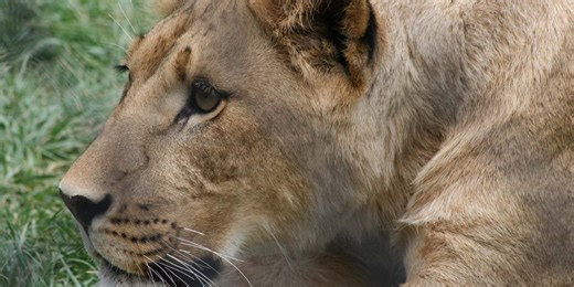 Beloved Amarillo Zoo lioness dies at 20