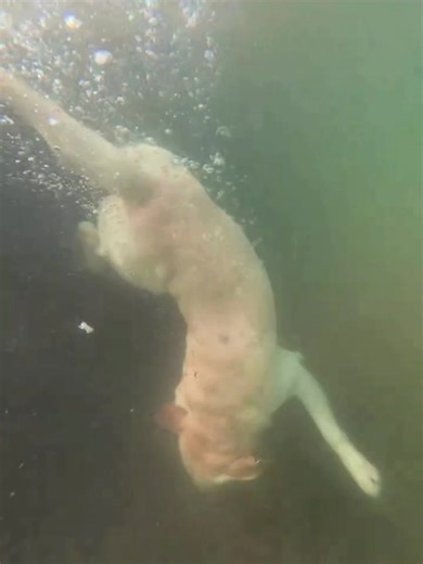 Dogs That Love Swimming: Joyful Canine Splash Fun