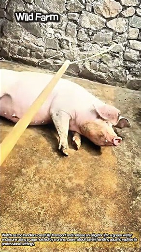 Mastering the Art of Handling Large Pigs on the Farm #worker #process #farm life #animals #skills