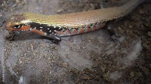 Video feeding a red lizard