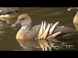 Plumed Whistling Duck (Dendrocygna eytoni) Australian Bird Media.