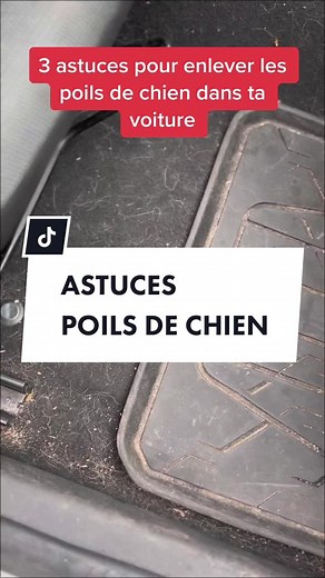 3 Astuces Efficaces pour Enlever les Poils de Chien