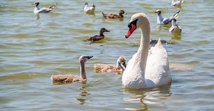 The Mute Swan: National Bird of Denmark