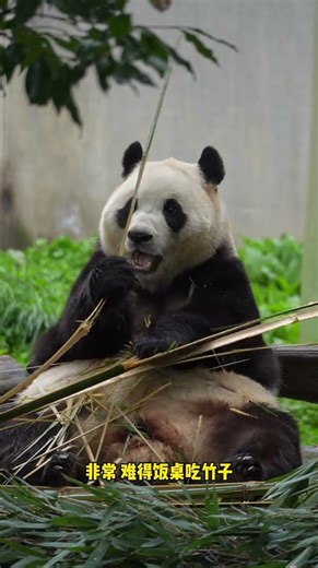 一大早进园看见公主饭桌吃竹子#大熊猫福宝 #卧龙神树坪