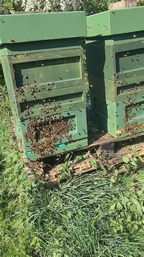 The smell of fresh nectar is back in the air! After 10 days of hit-and-miss weather, the bees are finally back to foraging — no more sitting tight and relying on stores! 🍯🌦️ Now they’re bringing in fresh nectar and the hives are buzzing with activity again! The forecast for next week looks promising too… could the flow be properly kicking off again? Fingers crossed! ☀️🐝 How are your bees looking? Let us know what’s going on in your apiary! #NectarFlow #BusyBees #BeekeepingSeason #SpringBeekee