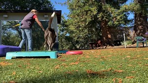 10K views · 161 reactions | this is how you build a behavior chain. See comments for a description | Denise Fenzi | Facebook