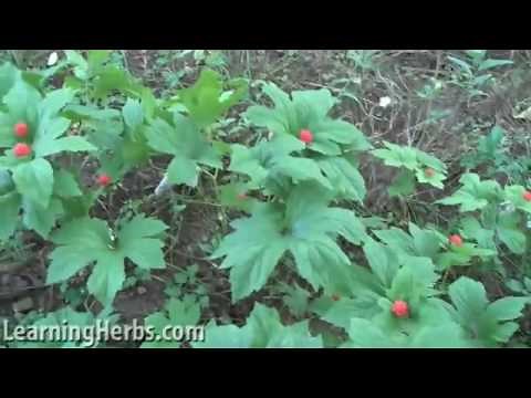 Goldenseal herb, Hydrastis canadensis