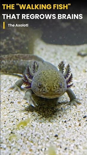 The "Walking Fish" That Regrows Brains! 🦎🧠 #Axolotl #MexicanAxolotl