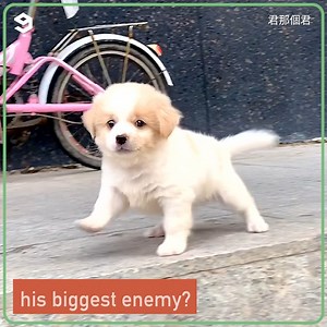 Fearless pup’s only fear are the stairs! | Barked