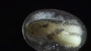 国外神级科普纪录片，一个单细胞成长为一个完整的生命个