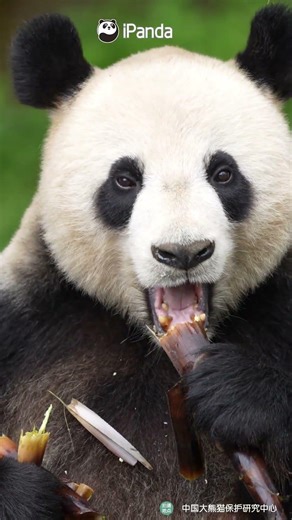 Soothing ASMR Of Panda Munching | iPanda #shorts