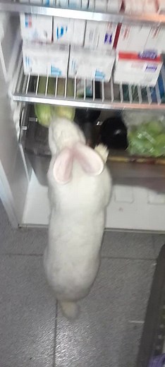 Me gustan poco las verduras por suerte🙄🤣 #coneja #rabbitsoftiktok #mendoza #argentina🇦🇷 #conejostiktok #viralditiktok