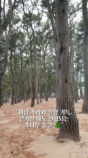 멋스러운 해변가 소나무 ​#소나무숲 #해송 #곰솔 #힐링영상 #국내여행 #풍경쇼츠 #자연 #산책코스 #힐링여행 #plants