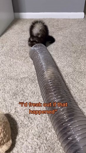 Ferret Daddy on TikTok