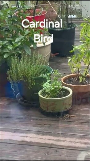 Beautiful Cardinal Birds (male/female)