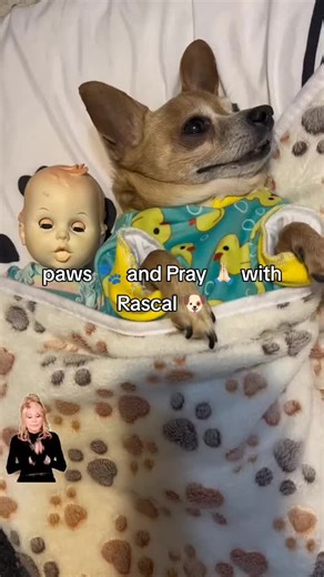 Senior Chihuahua's Heartwarming Prayers