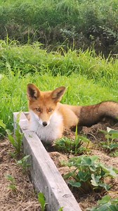 176K views · 4.6K reactions | Micius su lapioku derina reikalus 來 Editos spalvos ir #Micius ir #lapiokas #manokiemas @paryškinimas | Edita Kušleikienė | Facebook