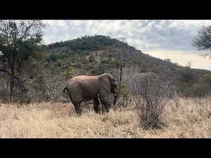 Elephants digging up roots using their tusks 🐘