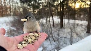 113K views · 5.1K reactions | Bonus video of a Tufted Titmouse deploying landing gear at the last moment. A good way to keep the tootsies warm while in flight | Jocelyn Anderson Photography | Facebook