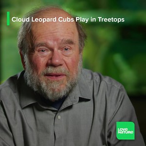 21K views · 777 reactions | This pair of clouded leopard cubs live to play. The addictive nature of play is evolution's way of encouraging animals like them to repeat actions and refine their skills. Once they've got it all figured out, they'll be prepared to dominate the food chain. #wildlife #nature #leopard | Love Nature | Facebook