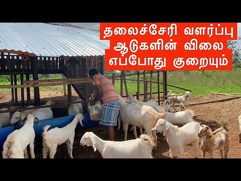 Successful goat farm | ATR goat farm | Tamilnadu
