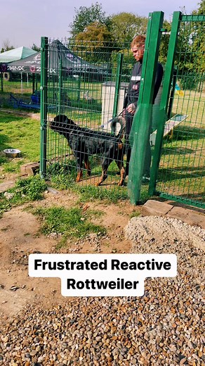 Effective Rottweiler Training Techniques
