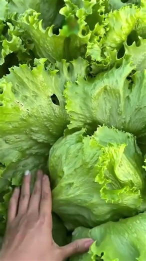 Here is a natural English version for your caption ✨#farming #villagerlifestyle #shortvideo #shorts