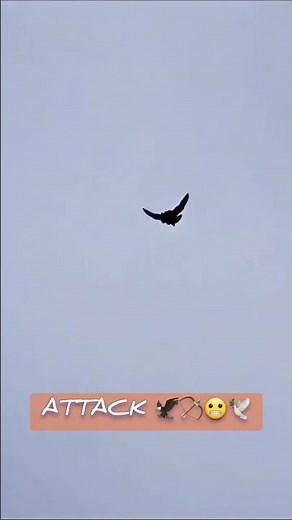 ATACK￼￼￼￼ #pigeonstv #pigeon