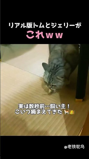 リアル版トムとジェリーに遭遇w 張り詰めすぎた猫とネズミの睨み合いの結末がまさかすぎたwww #猫 #トムとジェリー